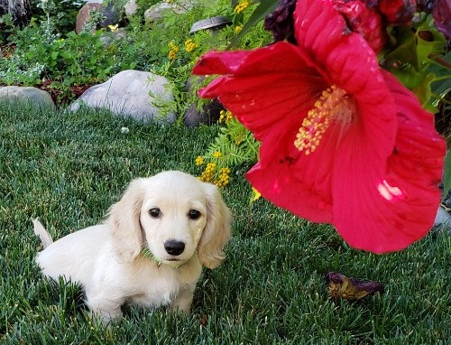 Puppy Flower