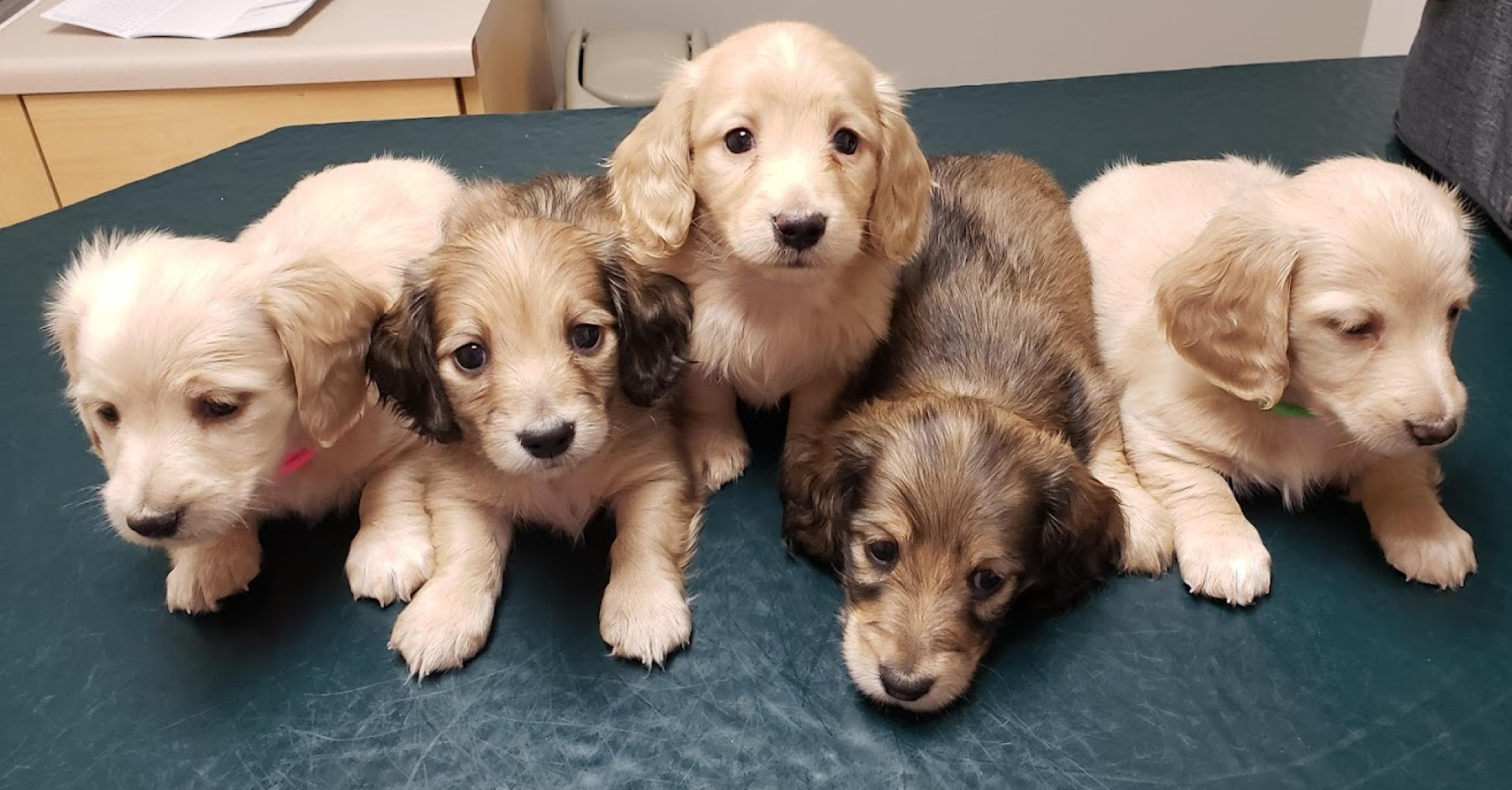 Five Puppies